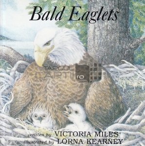 Bald Eaglets