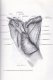 Guide to regional ruminant anatomy based on the dissection of the goat / Ghid pentru anatomia regionala a rumegatoarelor bazat pe disectia caprei