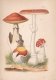 Les champignons / Ciupercile;Tratat elementar si practic de micologie urmat de descrierea speciilor utile, periculoase, deosebite