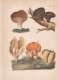 Les champignons / Ciupercile;Tratat elementar si practic de micologie urmat de descrierea speciilor utile, periculoase, deosebite