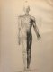 Muveszeti anatomia / Anatomia artistica