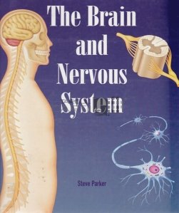 The Brain and Nervous System / Creierul si sistemul nervos