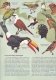 The World of Birds / Lumea pasarilor