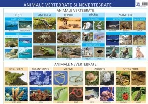 Plansa animale vertebrate si nevertebrate